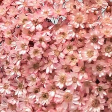 Imagem de 1000 Flores Sempre Vivas  COLORIDAS para casamentos e decoração - Viva