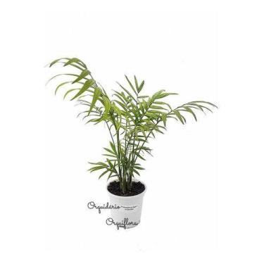 Imagem de Muda De Palmeira Chamaedorea Elegans Planta Natural Com Vaso - Orquidá