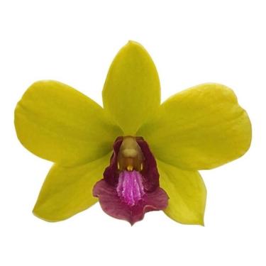 Imagem de Orquídea Dendrobium Tongchai Gold Planta Adulta Com Vaso