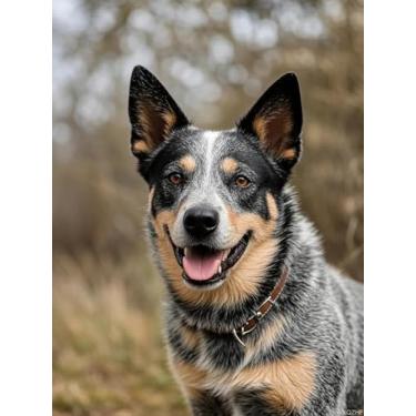 Imagem de WXQZHF Blue Heeler Australian Cattle Dog Diamond Painting Kits DIY 5D Diamond Art Full Round Drill Beads by Number Mosaic Handmade Arts and Crafts for Living Room Home Wall Decor 12x16 polegadas /