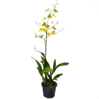Imagem de Orquídea Oncidium Aloha Plantas Adultas Naturais Flor Linda