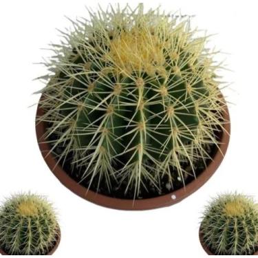 Imagem de Cacto bola poltrona de sogra muda com vaso - Quintal do bonsai