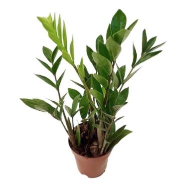 Imagem de Muda Mini Zamioculca Zamio Planta Da Fortuna Com Vaso Planta Natural Folhagem