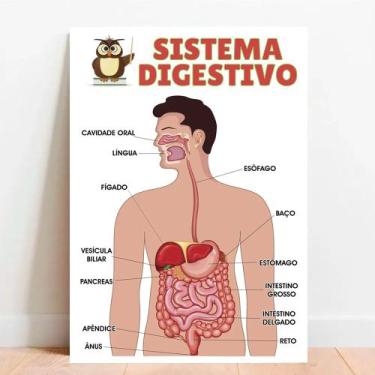 Imagem de Placa Educacional Sistema Digestivo - TACOLADO PAPEL DE PAREDE, 30x40c