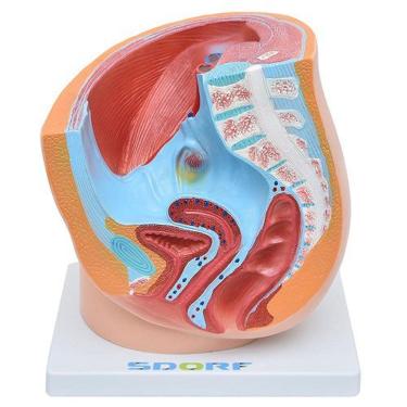 Imagem de Pelve Feminina Em Secção 1 Parte, Anatomia