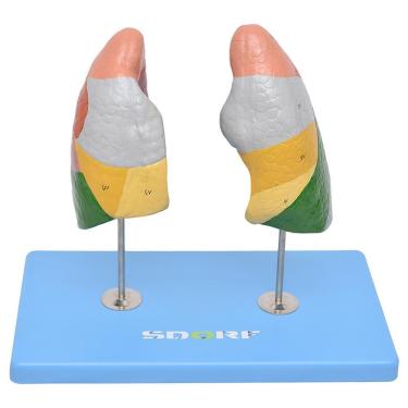 Imagem de Pulmão Segmentado Humano em Cores Modelo Anatomia