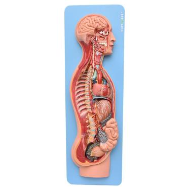 Imagem de Sistema Nervoso Simpático e Parassimpático Modelo Anatomia
