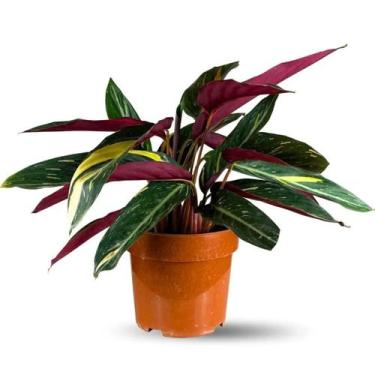 Imagem de Muda Planta Maranta Tricolor Pote 17 Para Decoração Interna - Velling 