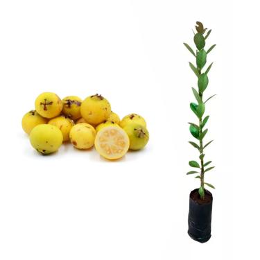 Imagem de AMK Jardinagem e Paisagismo, Muda de Araçá Amarelo 20 a 40cm AMK - Plantas Online