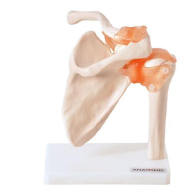Imagem de Ombro com Articulação Modelo Anatômico - TGD-0160-C - Anatomic