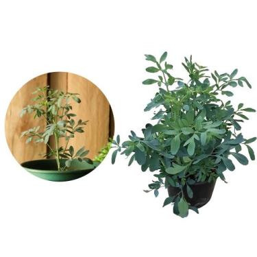 Imagem de Muda de Arruda 20 a 40cm AMK - Plantas Online - AMK Jardinagem e Paisa