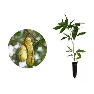 Imagem de Muda de Inga Feijao 20 a 40cm AMK - Plantas Online - AMK Jardinagem e 