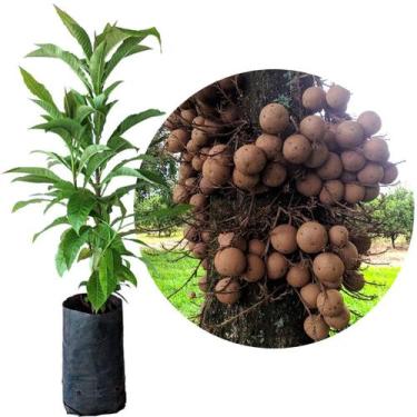 Imagem de Muda de Abrico ou Arvore Bola 20 a 40cm AMK - Plantas Online - AMK Jar