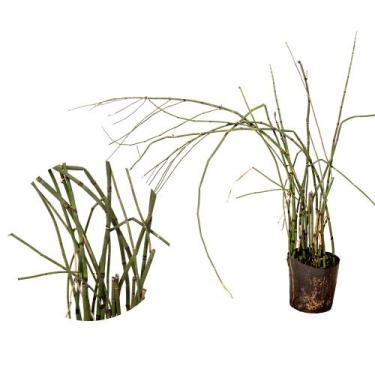 Imagem de Muda de Cana-do-brejo 20 a 40cm AMK - Plantas Online - AMK Jardinagem 