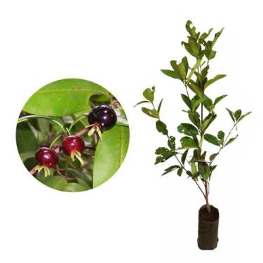 Imagem de Muda de Grumixama 20 a 40cm AMK - Plantas Online - AMK Jardinagem e Pa