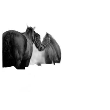 Imagem de Papel De Parede Animais Casal Cavalos Fazenda 3,5M Anm345 - Você Decor