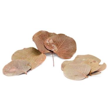 Imagem de Sementes Cascas Diversas para Decoração Flores Seca Variadas - Moeda -