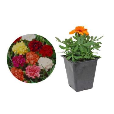 Imagem de Muda de Flor De Cravo 20 a 40cm AMK - Plantas Online - AMK Jardinagem 