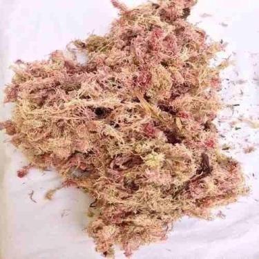 Imagem de Musgo Rosa Esfagno Substrato para Orquídeas - 4 Litros - Pense Flores