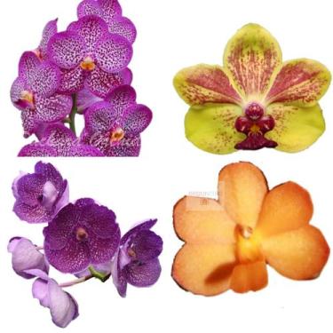 Imagem de Kit - 4 Orquídeas Vandas - Adultas - orquivitro