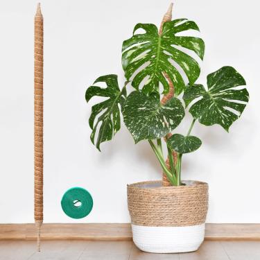 Imagem de Vanut Suporte para plantas Moss Pole Monstera, suporte de planta dobrável e resistente de 71 cm para videiras Pothos, Philodendron, cacto espinha de peixe e plantas domésticas tropicais internas