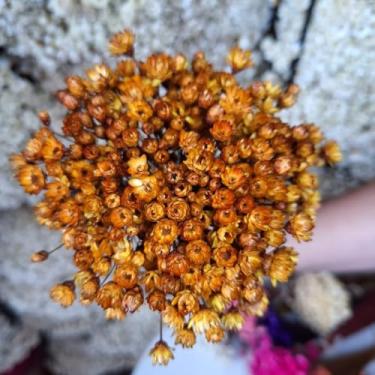 Imagem de Kit 1.600 Flores Sempre-Vivas Tipo 1 Extra | Flores Secas Naturais p/ Decoração, Arranjos e Presentes | Buquês Premium | Oferta Especial(Dourada)