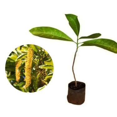 Imagem de Muda de Lofantera 50 a 80cm AMK - Plantas Online - AMK Jardinagem e Pa