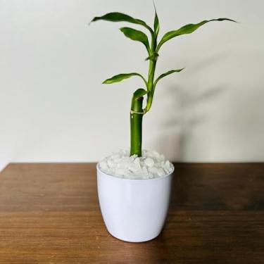 Imagem de Bamboo da Sorte com Vaso Decorativo Planta Feng Shui Prosperidade e Energia Positiva para Sala, Escritório Ideal para Moradores e Profissionais da Decoração Interior(1,Branco)