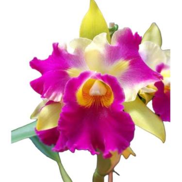 Imagem de 1 Muda De Orquídea Amarela E Lilás Blc Veronica Serra Linda! - docel@r