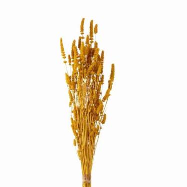 Imagem de Celósia Rabo de Coelho Amarelo Desidratado - Pense Flores