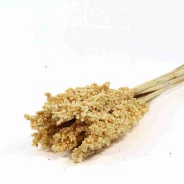 Imagem de Sorgo Amarelo Desidratado p/ Decoração - Pense Flores