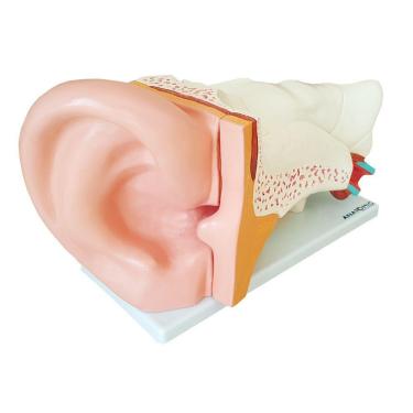 Imagem de Ouvido Ampliado 3x Em 6 Partes, Anatomia