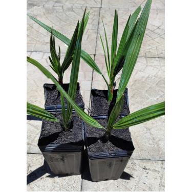 Imagem de Palmeira Phoenix Canariensis, Muda de Tamareira das Canárias para Paisagismo, Planta Ornamental