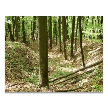 Imagem de LKXGRRSFG Tronco de árvore ramificado, fotografia de paisagem de floresta real, impressão em tela de alta resolução, decoração de parede natural para escritório doméstico 19,78 x 65 cm sem moldura