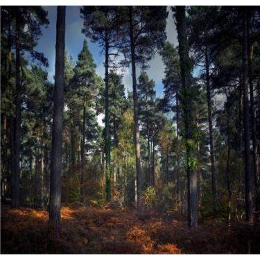 Imagem de Papel De Parede Paisagem Floresta Adesivo Árvores Gg265 - Quartinho De