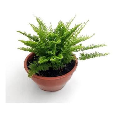 Imagem de Kit 2 Mini Samambaias Havaianas Planta Natural Decoração Interna Externa Vaso Incluido