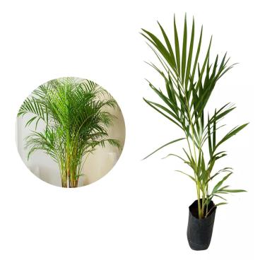 Imagem de Genérico, Muda de Palmeira Areca Bambu 50 a 80cm AMK - Plantas Online