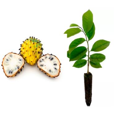 Imagem de Genérico, Muda de Biriba 20 a 40cm AMK - Plantas Online