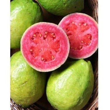 Imagem de Kit - 5 Mudas Goiaba Vermelha - Mudas Herculândia