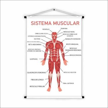 Imagem de Banner de Lona Educativo Sistema Muscular 70x55 cm - UdiPrint