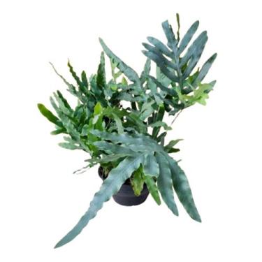 Imagem de Samambaia Manto Azul Blue Star Planta Adulta Natural - Orquiflora
