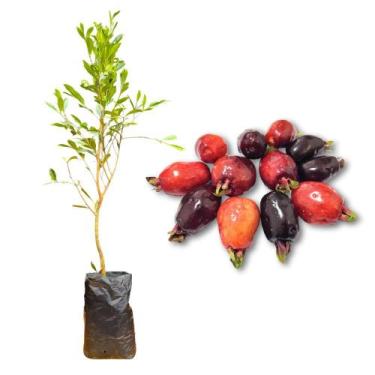 Imagem de Muda de Cereja Nativa Rápida Produção Produz em Vasos - AgroJardim