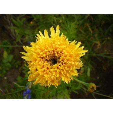 Imagem de 50 Sementes De Flor Cravo Chabaud Amarelo  - SEEDS