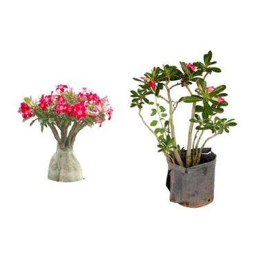 Imagem de Muda de Rosa Do Deserto 20 a 40cm AMK - Plantas Online - Genérico