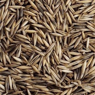 Imagem de Sementes de Aveia Preta / Avena Strigosa 10 kg