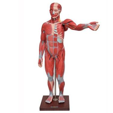 Imagem de Manequim Muscular De 1,70 Com órgãos Interno Em 29 Partes