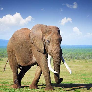 Imagem de Yeele Pano de fundo de elefante de 1,8 x 1,8 m, África, pastagem, animais selvagens, safári, zoológico, para fotografia, cenário ao ar livre, crianças, adultos, cabine fotográfica, adereços de estúdio