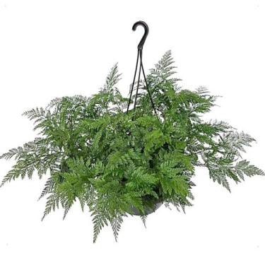 Imagem de Samambaia Renda Francesa Na Cuia E Com Haste Para Pendurar Planta Deco