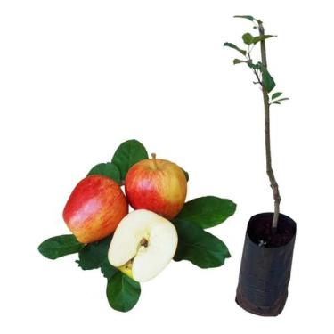 Imagem de Muda De Maça Ana P/ Produzir Em Vasos  Enxertada - AMK - Jardinagem e 