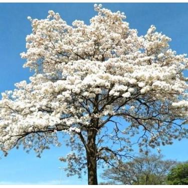 Imagem de Muda Ypê Branco - Sitio Exótico
